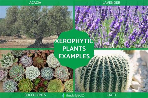  Xerophytes: A Guide to Drought-Tolerant Gardening in the Ethiopian Highlands - Cultivating Resilience and Exploring Nature's Tenacity